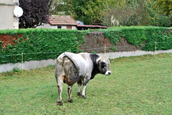 vaca en el sur de francia