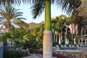 El Hotel H10 Playa de Meloneras en el sur de Gran Canaria. Nos encanta este tipo de palmera.